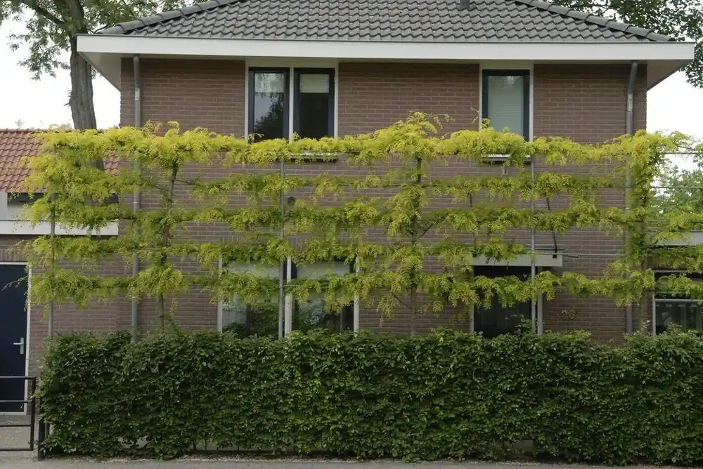 Valse Christusdoorn als leiboom (Gleditsia triacanthos ‘Sunburst‘) | Koop vandaag