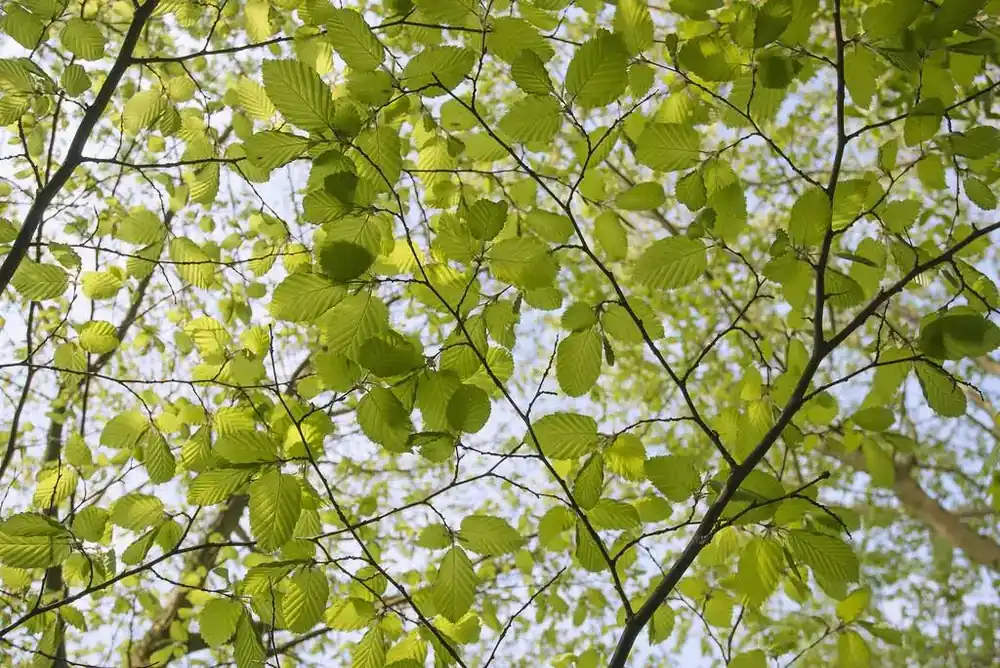 Nog maar een paar beschikbaar - Groene Beuk als leiboom (Fagus sylvatica)