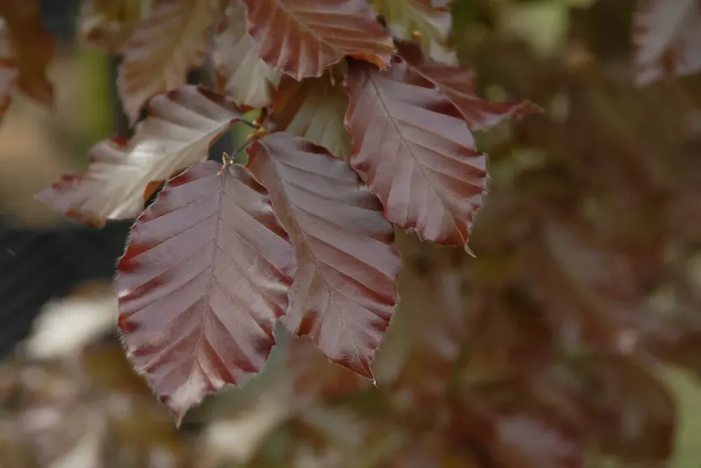 Verlaagde prijs | Rode beuk als leiboom (Fagus sylvatica ‘Atropurpurea‘)