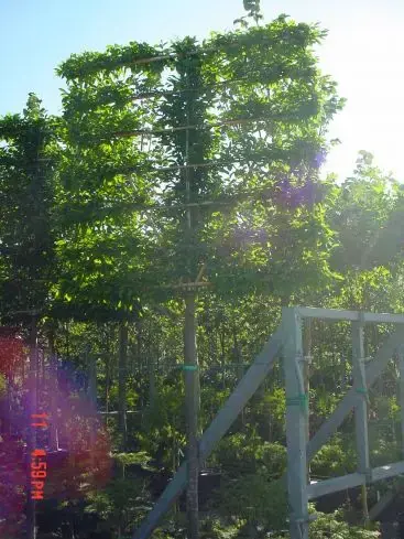 Haagbeuk als leiboom (Carpinus betulus) | Beperkte voorraad