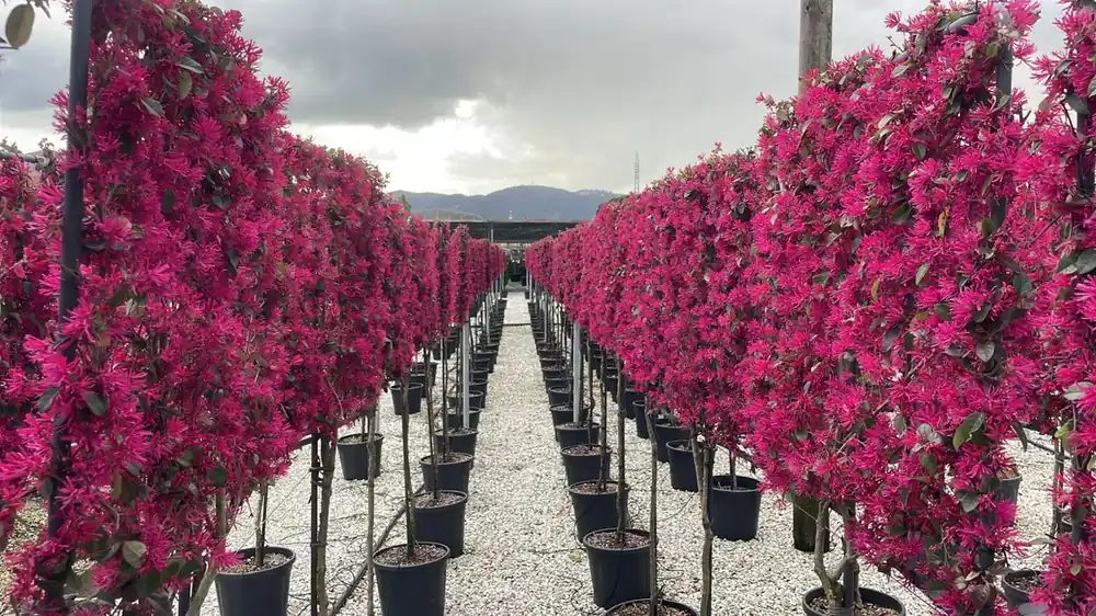 Veilig winkelen | Chinese Franjeboom halfstam als leiboom (Loropetalum Chinensis Fede)