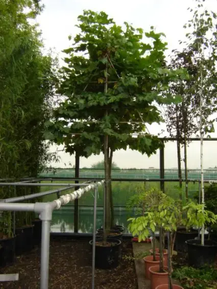 Nieuw binnengekomen - Leiplataan (Platanus hispanica)