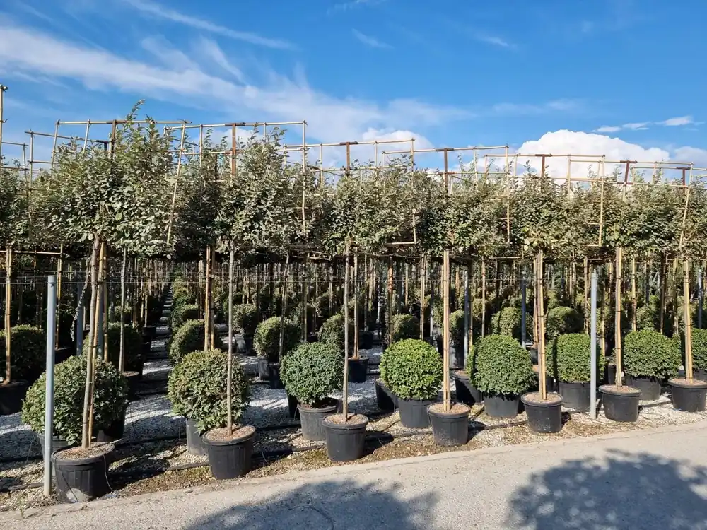 Olijfwilg als leiboom (Elaeagnus ebbingei) NU EXTRA VOORDELIG - Koop vandaag