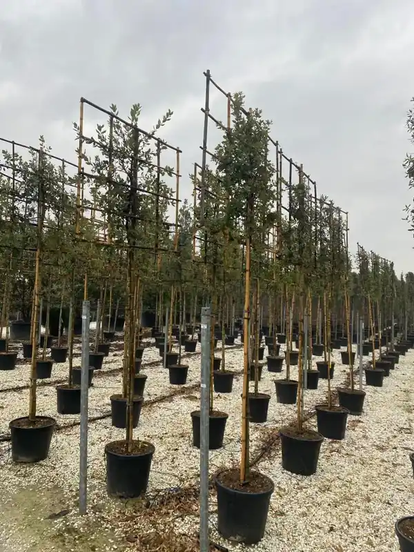 Direct leverbaar - Steeneik als leiboom (Quercus ilex) NU EXTRA VOORDELIG