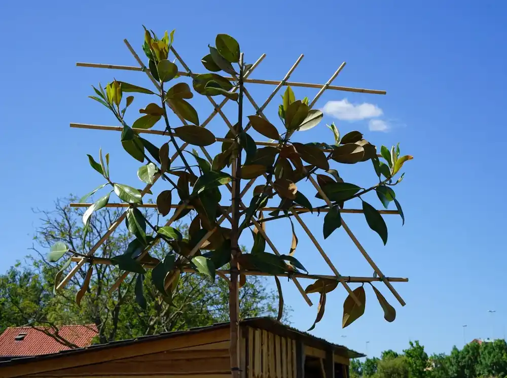 Beste prijs | Groenblijvende Magnolia (Magnolia grandiflora ‘Gallissoniere‘)