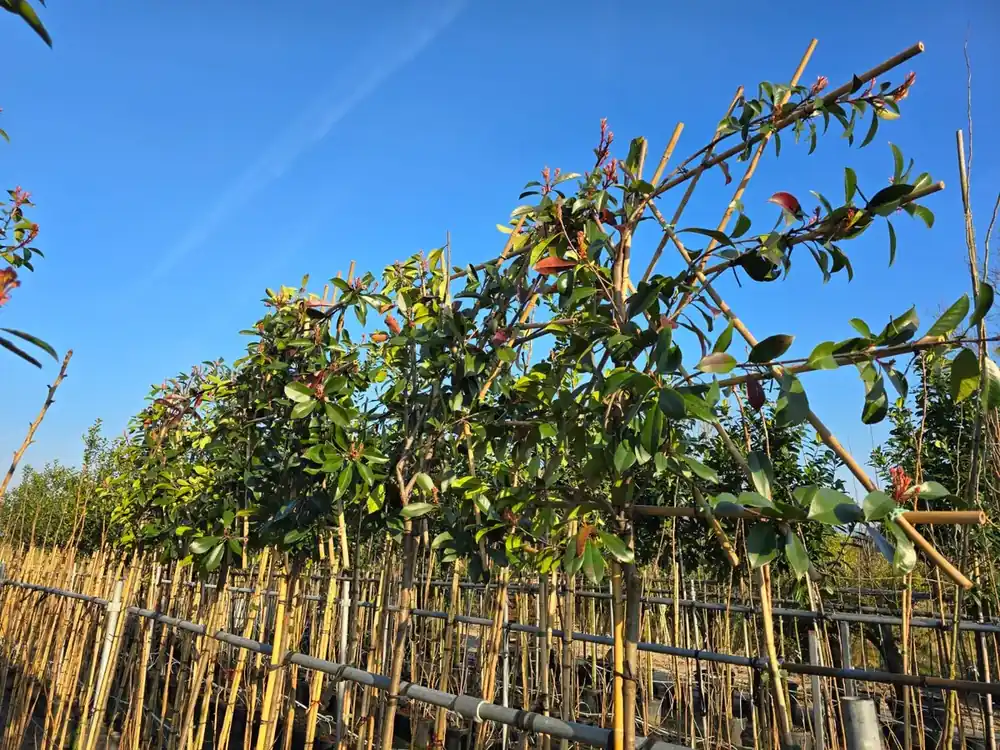 Makkelijk bestellen | Glansmispel als leiboom (Photinia fraseri ‘Red Robin‘) NU EXTRA VOORDELIG