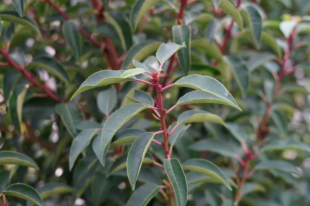 Klaar voor verzending - Portugese laurier als leiboom (Prunus lusitanica ‘Angustifolia‘)