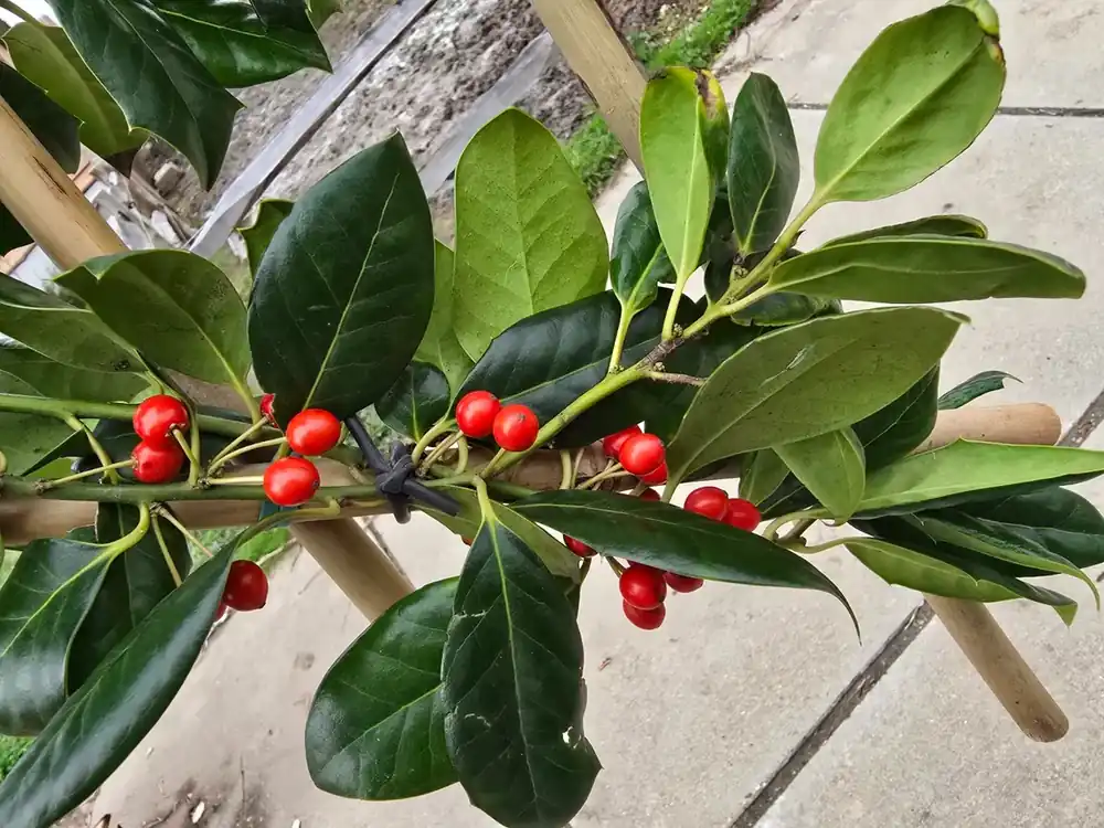 Populair | Amerikaanse Hulst als leiboom (Ilex ‘Nellie R. Stevens‘) NU EXTRA VOORDELIG