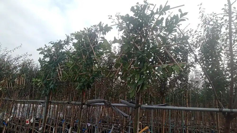 LeiLaurier (Prunus laurocerasus ‘Novita‘) EXTRA VOORDELIG | Topdeal