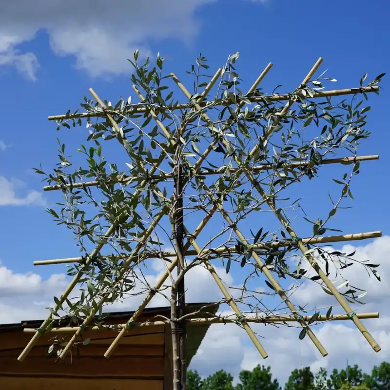 Direct bestellen | Olijf als leiboom (Olea europaea) NU EXTRA VOORDELIG