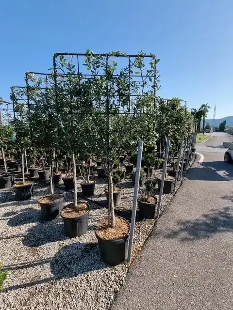 Nieuw - Steeneik leirek op halfstam (Quercus ilex)