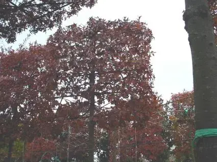 Moeraseik als leiboom (Quercus palustris) - Voordeelprijs