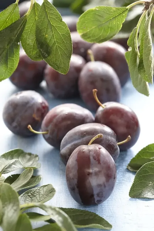 Lei-Pruim (Prunus domestica ‘Voyageur‘) - Makkelijk bestellen