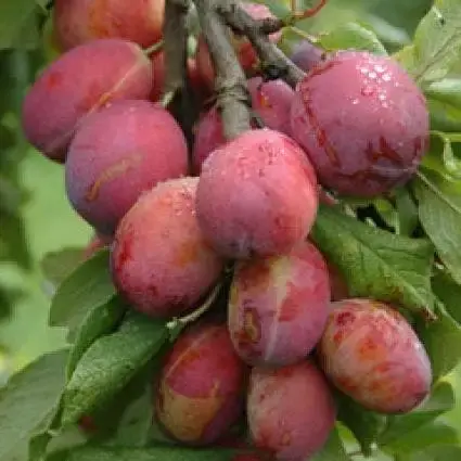 Lei-Pruim (Prunus domestica ‘Victoria‘) | Snelle levering