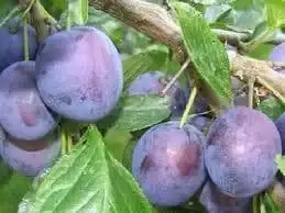 Uitverkoop - Lei-Pruim (Prunus domestica ‘The Czar‘)