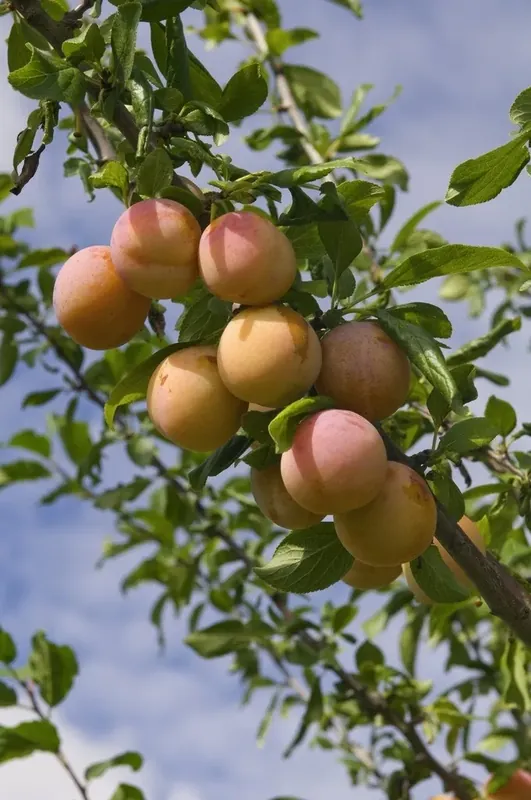 Nieuw in het assortiment - Lei-Pruim (Prunus domestica ‘Reine Claude‘ d‘Oullins‘)