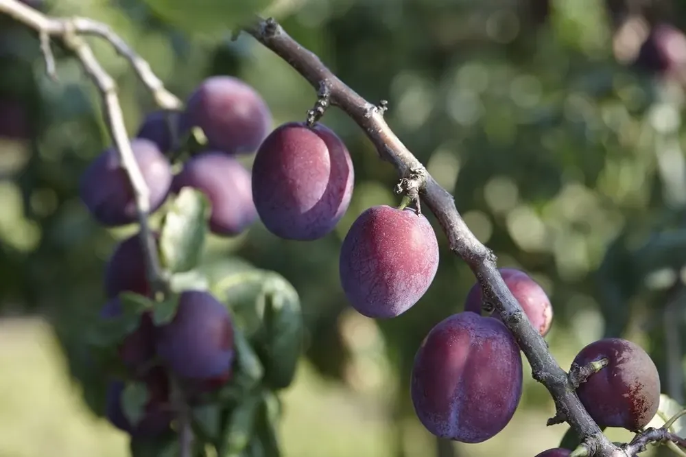 Bespaar nu | Lei-Pruim (Prunus domestica ‘Reine Claude d‘Althan‘)