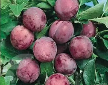 Favoriet van klanten - Lei-Pruim (Prunus domestica ‘Opal‘)