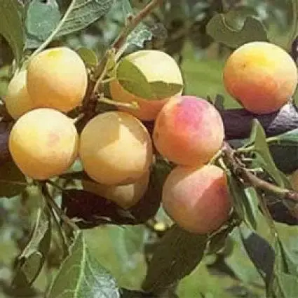 Lei-Pruim (Prunus domestica ‘Mirabelle de Nancy‘) | Beste prijs