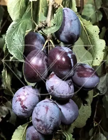 Prijs verlaagd - Lei-Pruim (Prunus domestica ‘Kwetsen‘)