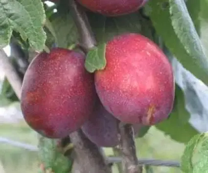 Lage prijs | Lei-Pruim (Prunus domestica ‘Jubileum‘)