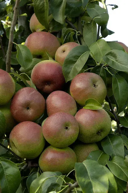 Lei-Peer (Pyrus communis ‘Zoete Brederode‘) | Populair bij klanten