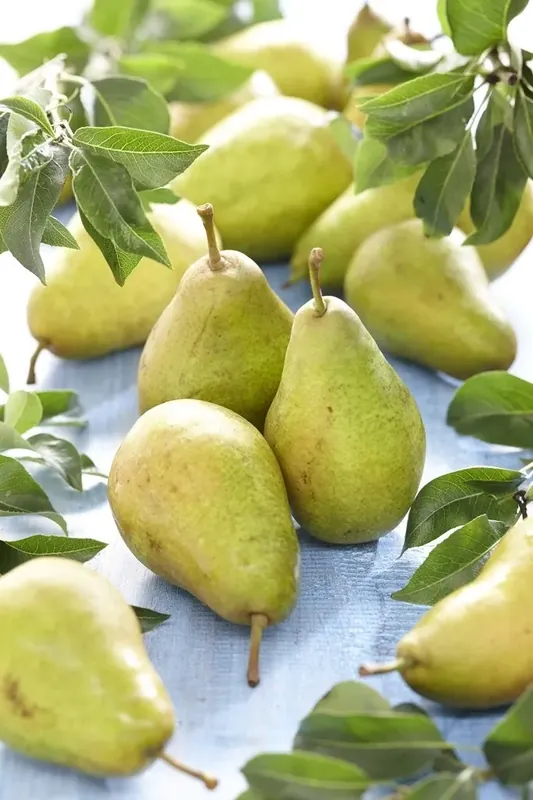 Bestelbaar - Lei-Peer (Pyrus communis ‘Bonne Louise d‘Avranches‘)