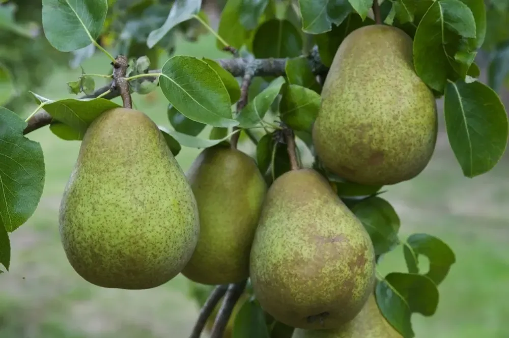 Deal - Lei-Peer (Pyrus communis ‘Beurre Hardy‘)