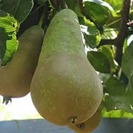 Superprijs - Lei-peer (Pyrus communis ‘Conference‘)