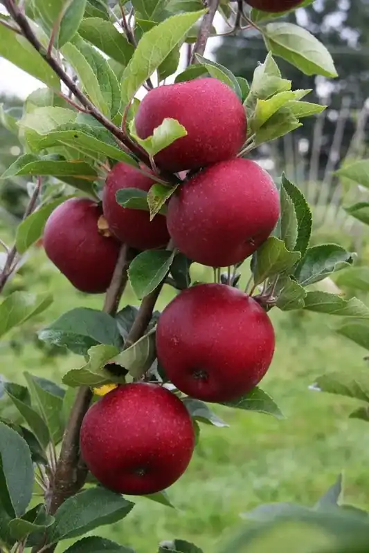 Topproduct - Lei-Appel (Malus domestica ‘Rosette‘)