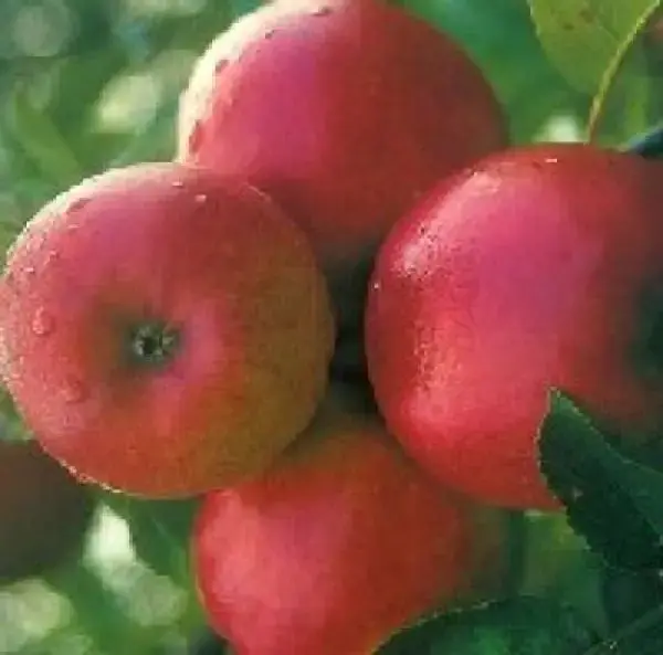 Lei-Appel (Malus domestica ‘Ecolette‘) - Trending
