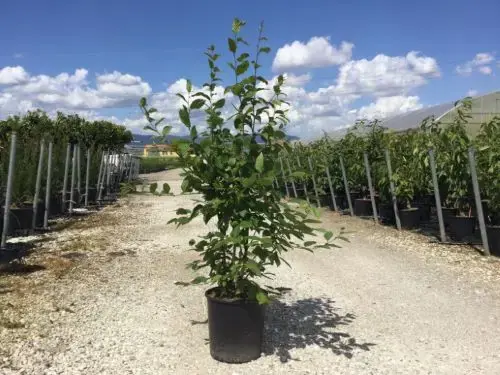Meerstammige Haagbeuk (Carpinus betulus) - Topprijs