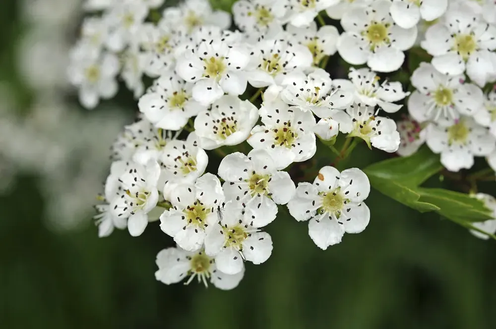 Erg populair | Meerstammige meidoorn (Crataegus monogyna)