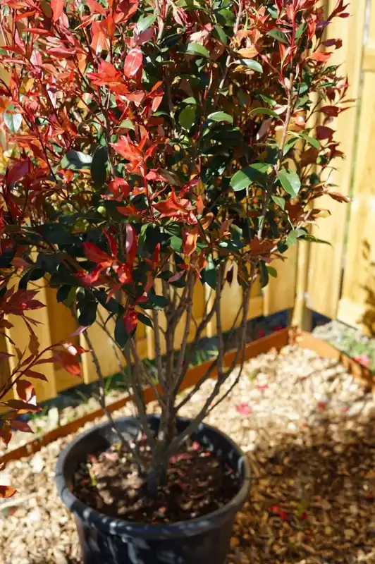 Topproduct | Meerstammige Glansmispel (Photinia fraseri ‘Carré Rouge‘)