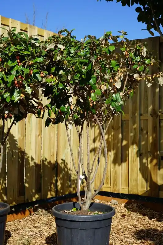 Veilig winkelen - Meerstammige olijfwilg (Elaeagnus Ebbingei)