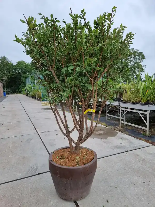 Meerstammige Kardinaalshoed (Euonymus alatus) - Direct kopen