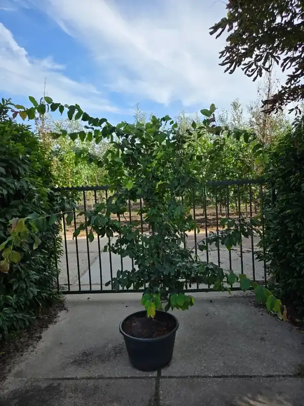 Populair | Perzisch ijzerhout (Parrotia persica ‘Bella‘)