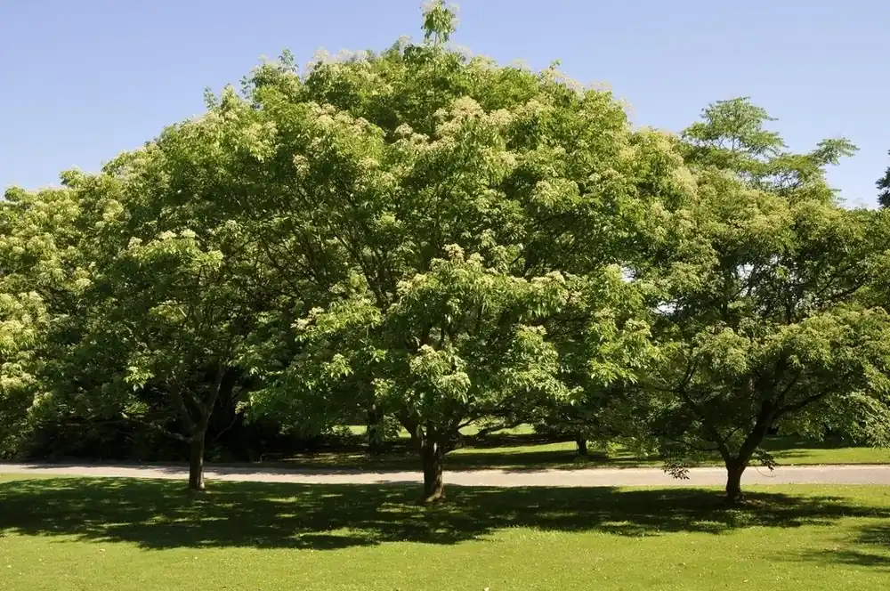 Pak je kans | Bijenboom, struik (Tetradium daniellii)