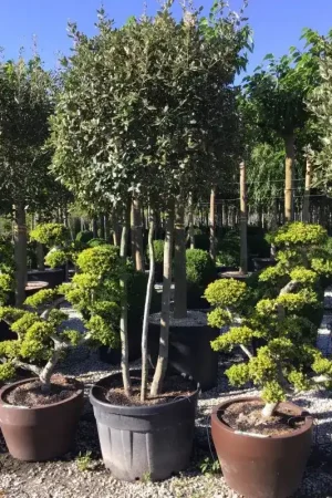 Zolang de voorraad strekt | Steeneik meerstammig (Quercus ilex)
