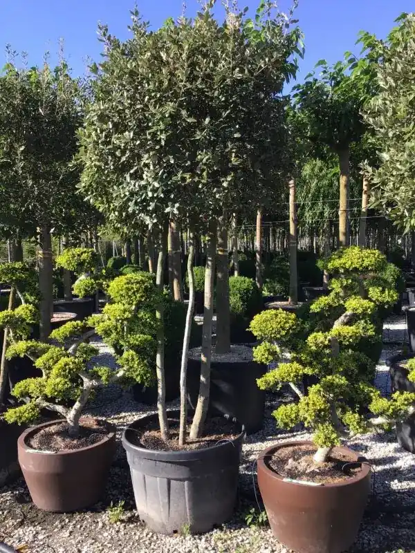 Zolang de voorraad strekt | Steeneik meerstammig (Quercus ilex)