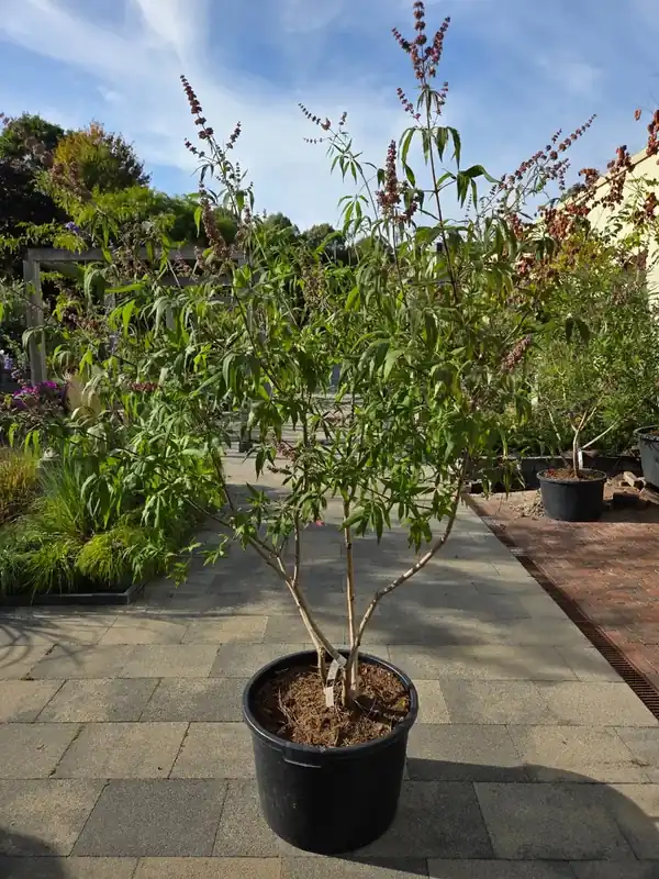 Meerstammige Monikkenpeper (Vitex agnus-castus) - Veel gekozen