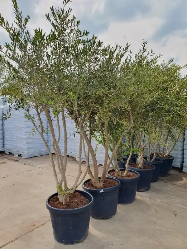 Olijf als meerstammige struik (Olea europaea) | Koopje