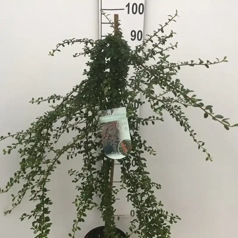 Dwergmispel (Cotoneaster suecicus ‘Coral Beauty‘) op stam | Eenvoudig retourneren