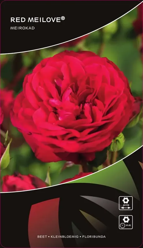 Veilig betalen - Stamroos (Rosa ‘Red Meilove‘)