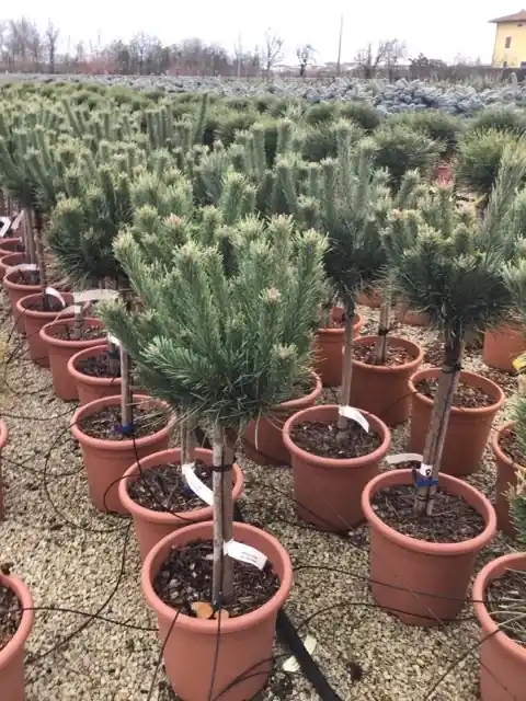 Erg populair | Grove den op stam (Pinus sylvestris ‘Watereri‘)