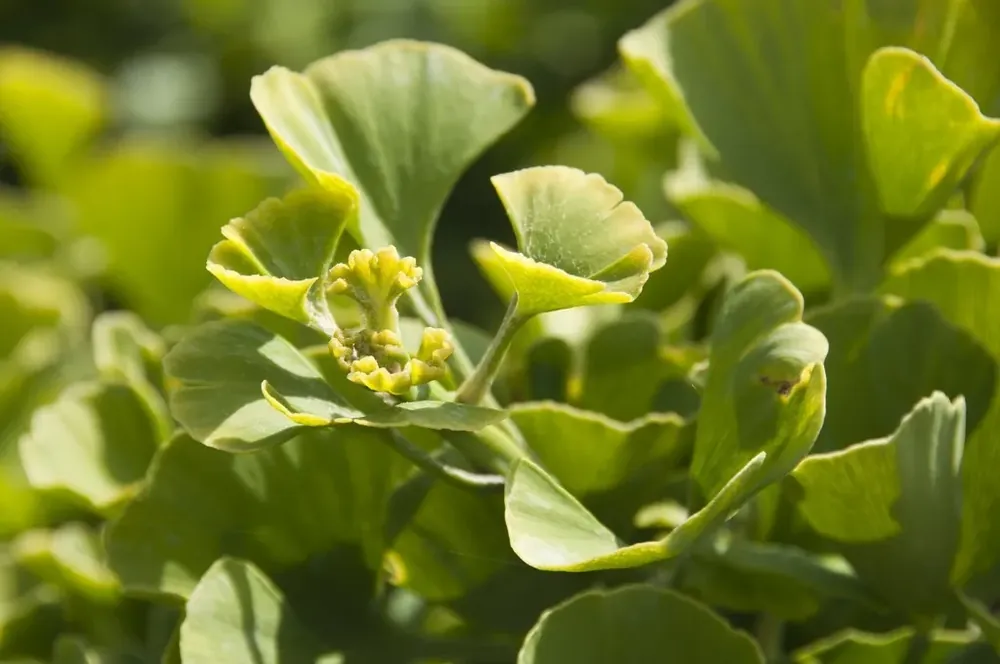 Japanse notenboom op stam (Ginkgo biloba ‘Mariken‘) | Spoedlevering