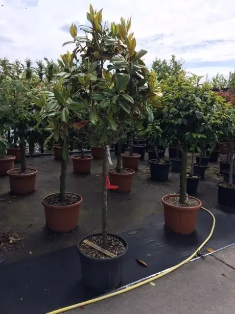 Expreslevering - Groenblijvende Magnolia op stam (Magnolia grandiflora ‘Gallissoniere‘)