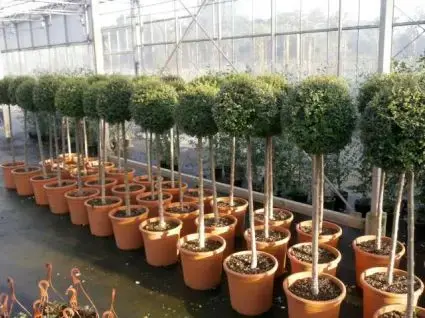 Veilig betalen - Liguster op stam (Ligustrum delavayanum)