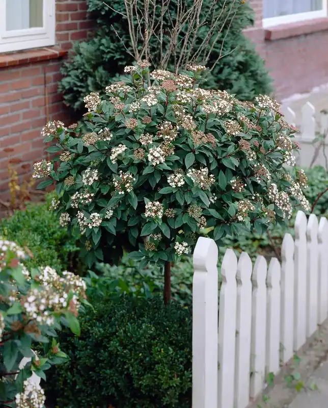 Dagdeal | Sneeuwbal op stam (Viburnum tinus ‘Eve Price‘)