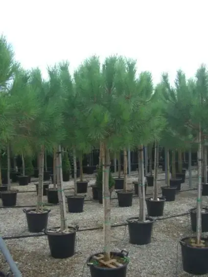 Direct leverbaar | Parasolden op stam (Pinus pinea)